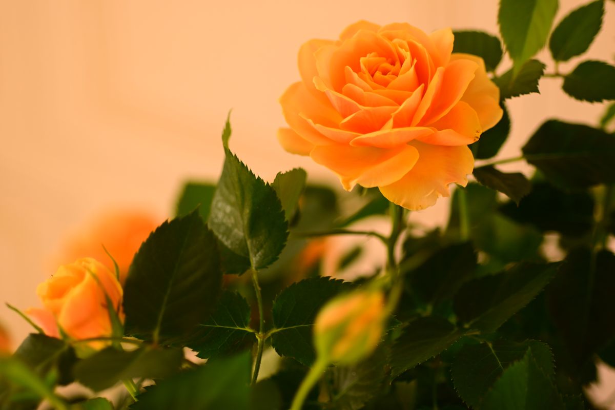 2番目のバラ：ミニバラ オレンジ 20200516寄贈 花の持ちがいいなあ