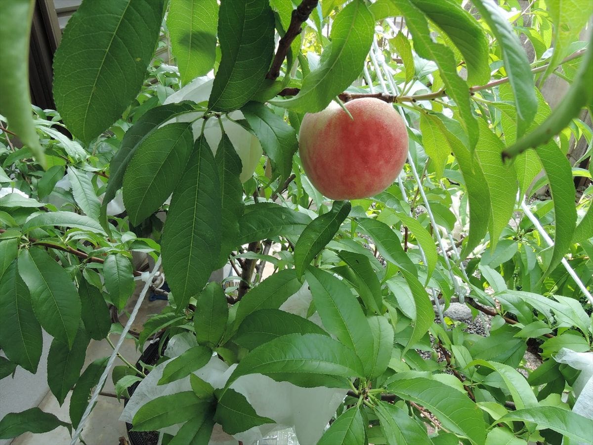 実生桃３ 5年目今年初めての収穫1/2