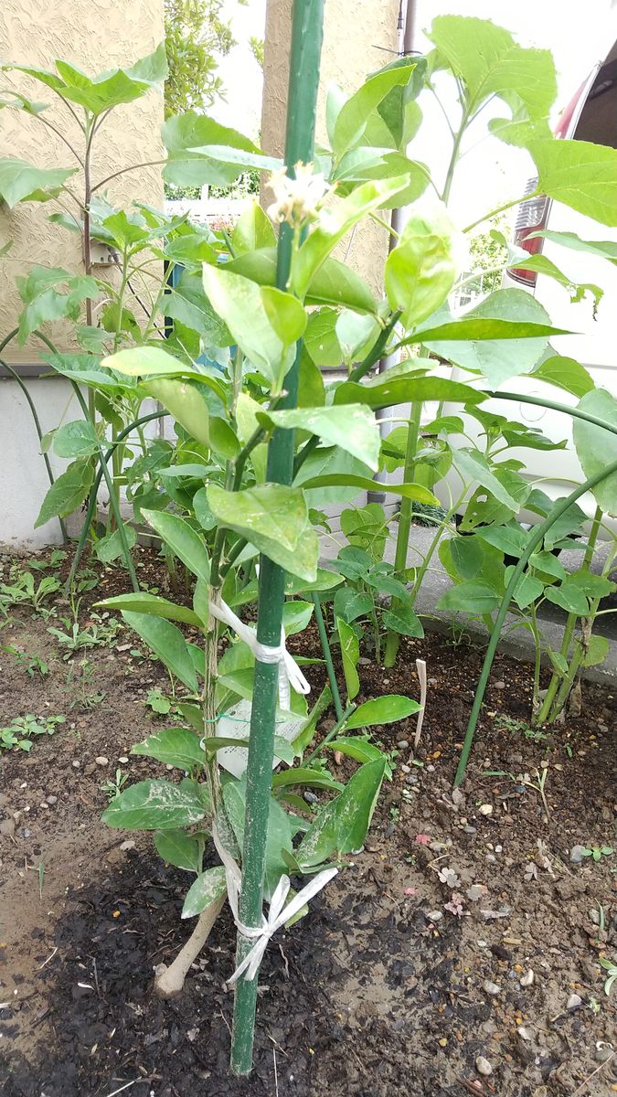 初めてのレモンの花 マイヤーレモン夏の栽培