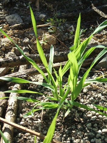 『小判草』、雑草だが夢がある。 これは雑草（カラスムギ）か？