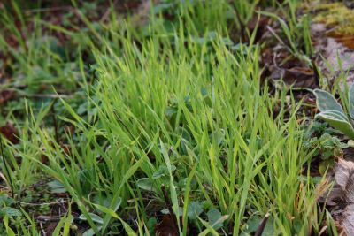 『小判草』、雑草だが夢がある。 小さな「三葉虫」見つけた。