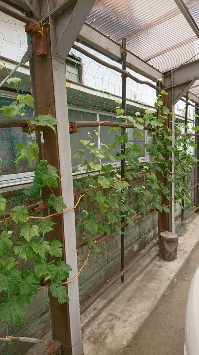 シャインマスカットの垣根に挑戦！ 花芽がありません😢