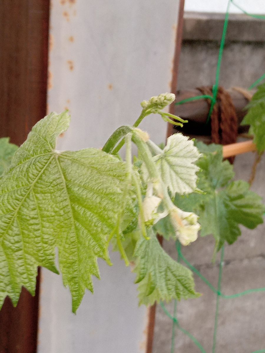 シャインマスカットの垣根に挑戦！ ついに花芽がつきました！