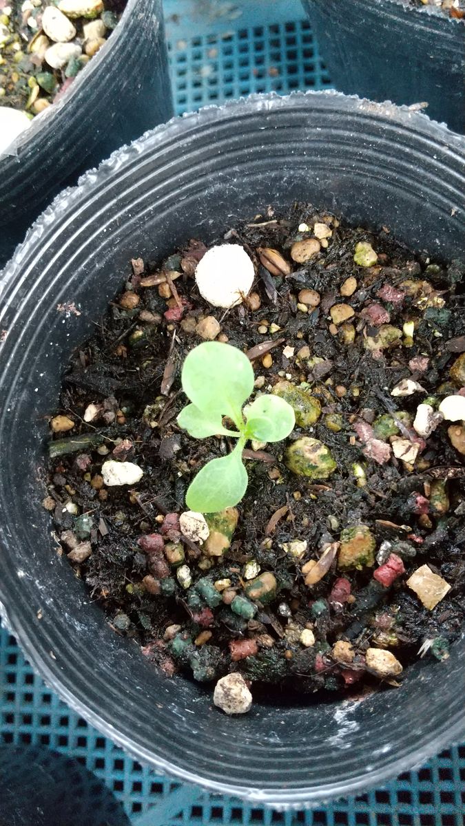 ペチュニアを初めて種から育ててみる 6/25 本葉がしっかりしてきた？