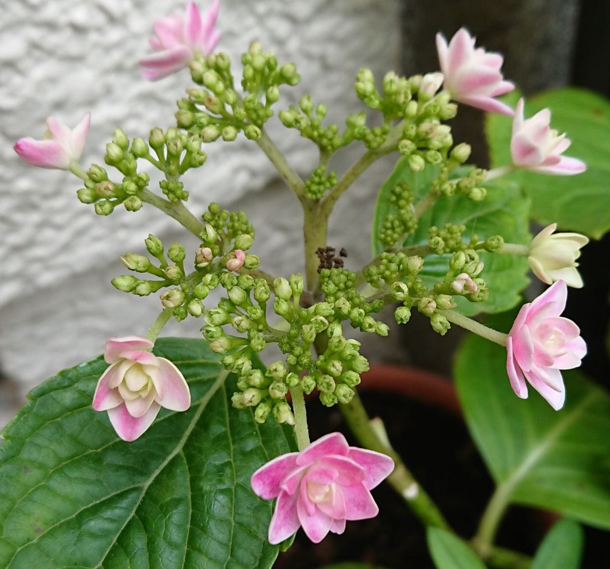 ごめんね 切っちゃって…😣 (5月16日)の様子