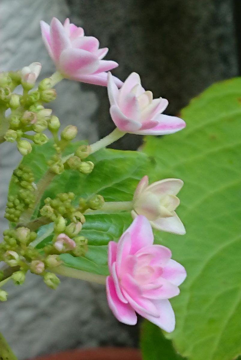 ごめんね 切っちゃって…😣 (5月17日)の様子