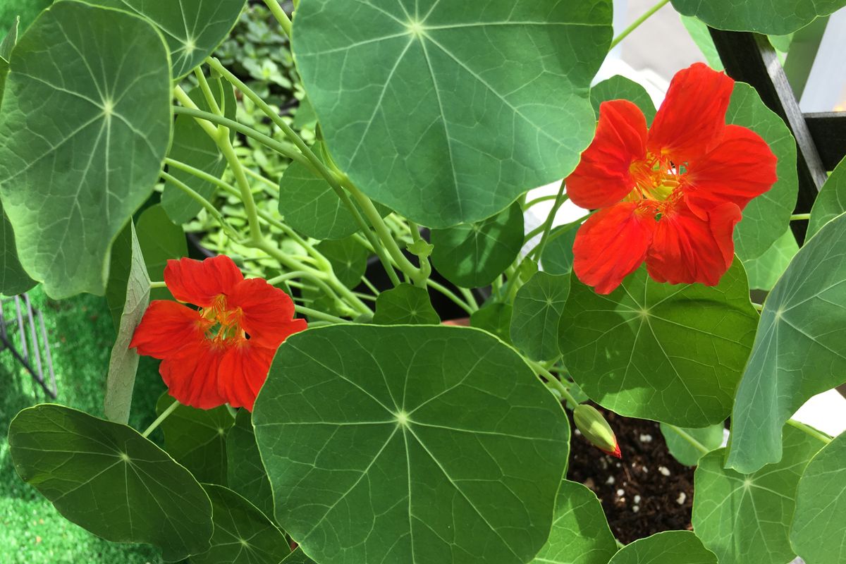 実生ナスタチウム 開花