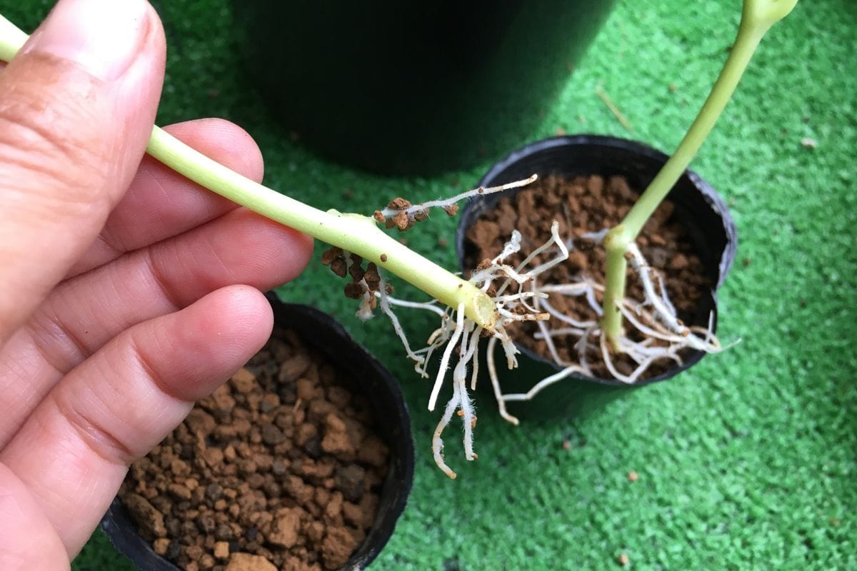 実生ナスタチウム 挿し芽成功