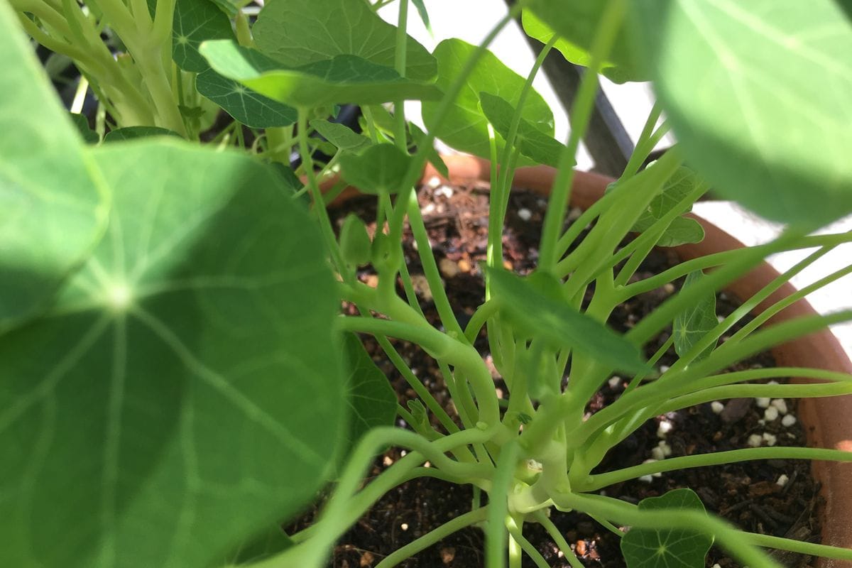 実生ナスタチウム 2株目に蕾