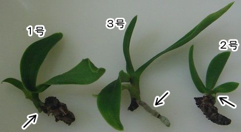 ナゴランを”切株吹き”で増やす まだ早いけど、親株の根を除去