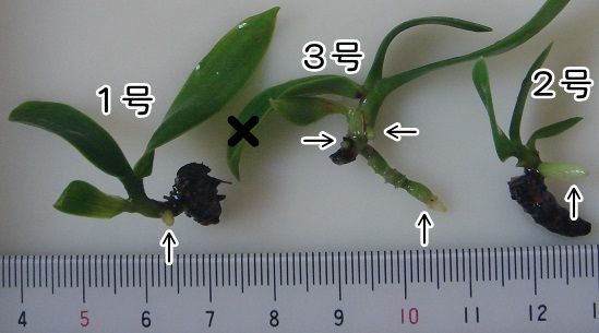 ナゴランを”切株吹き”で増やす 掘り出してみた