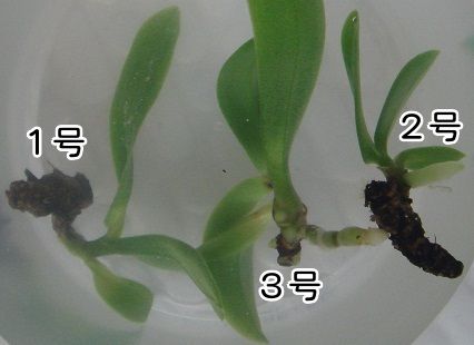 ナゴランを”切株吹き”で増やす 液肥に漬けた