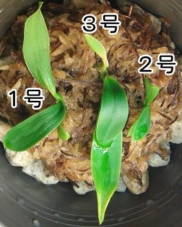 ナゴランを”切株吹き”で増やす 植え直し