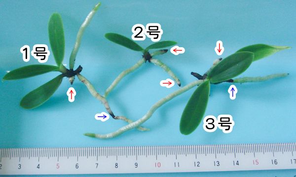 ナゴランを”切株吹き”で増やす 植替え時の根の状態