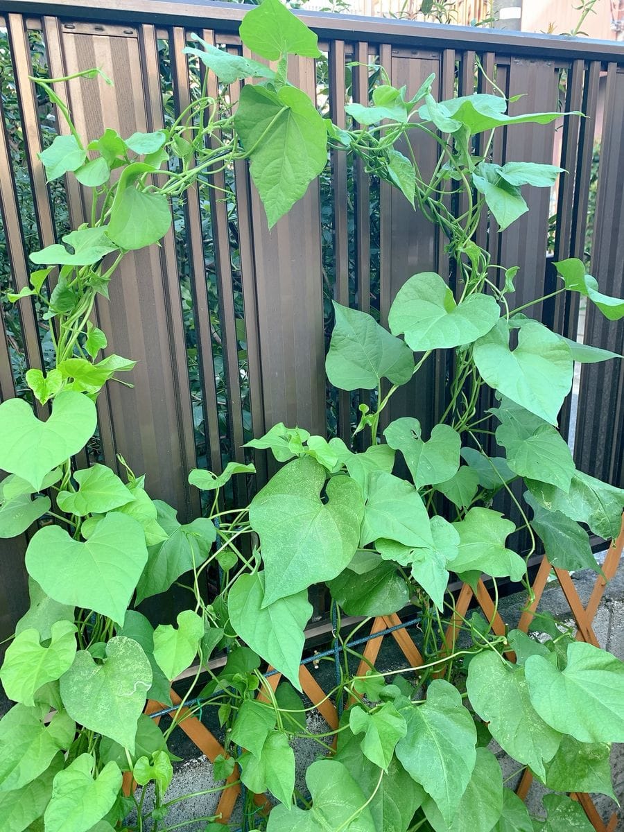 西洋朝顔、タネから育ててみる❗️ ワサワサ🌿