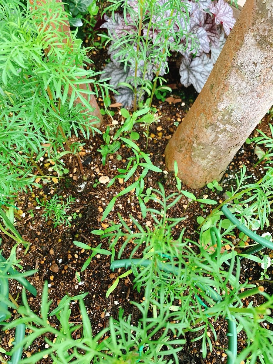 コスモス、タネから育ててみる❗️ あと撒き組が発芽🌱