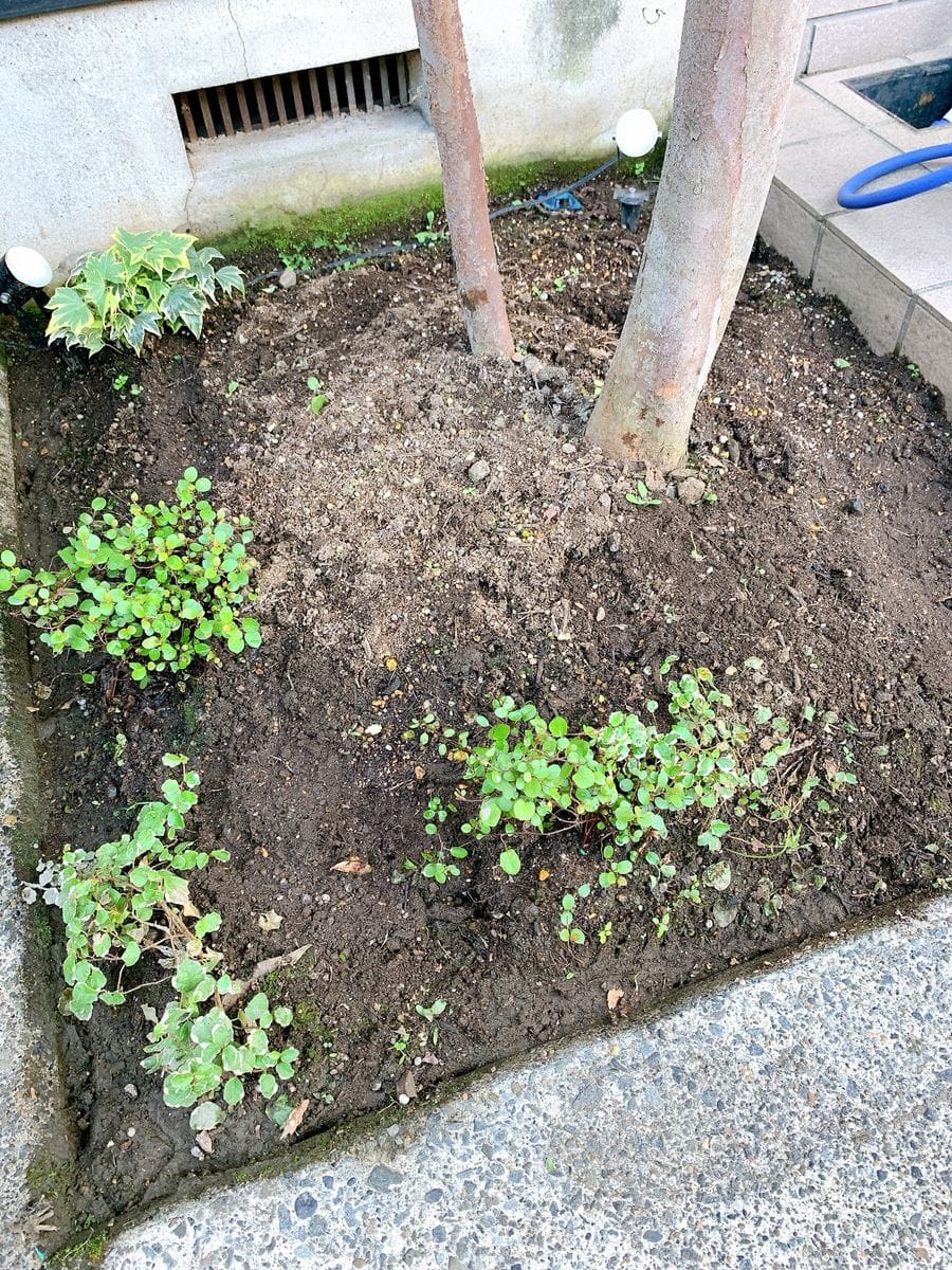 コスモス、タネから育ててみる❗️ 病気蔓延🌿