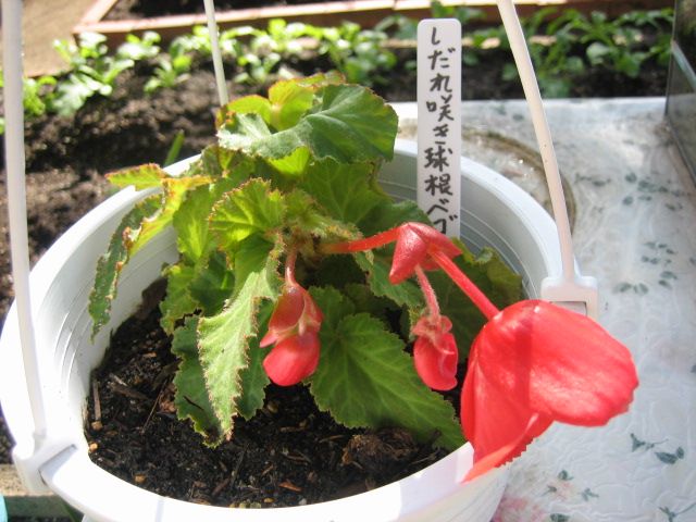 お気に入りの花を育てる しだれ咲球根ベコニアが又咲きだしました。