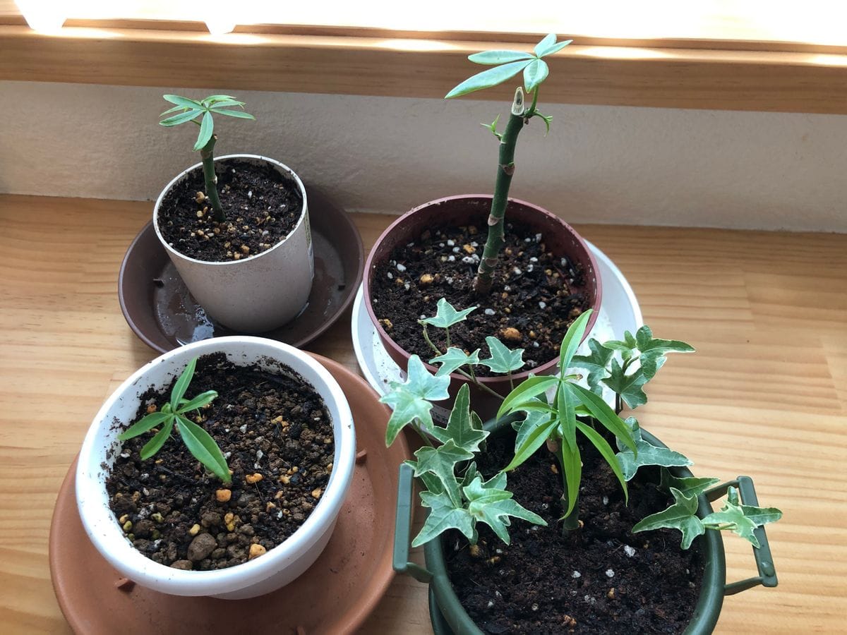 初めての挿し木チャレンジ！ 挿し木植え付け完了！