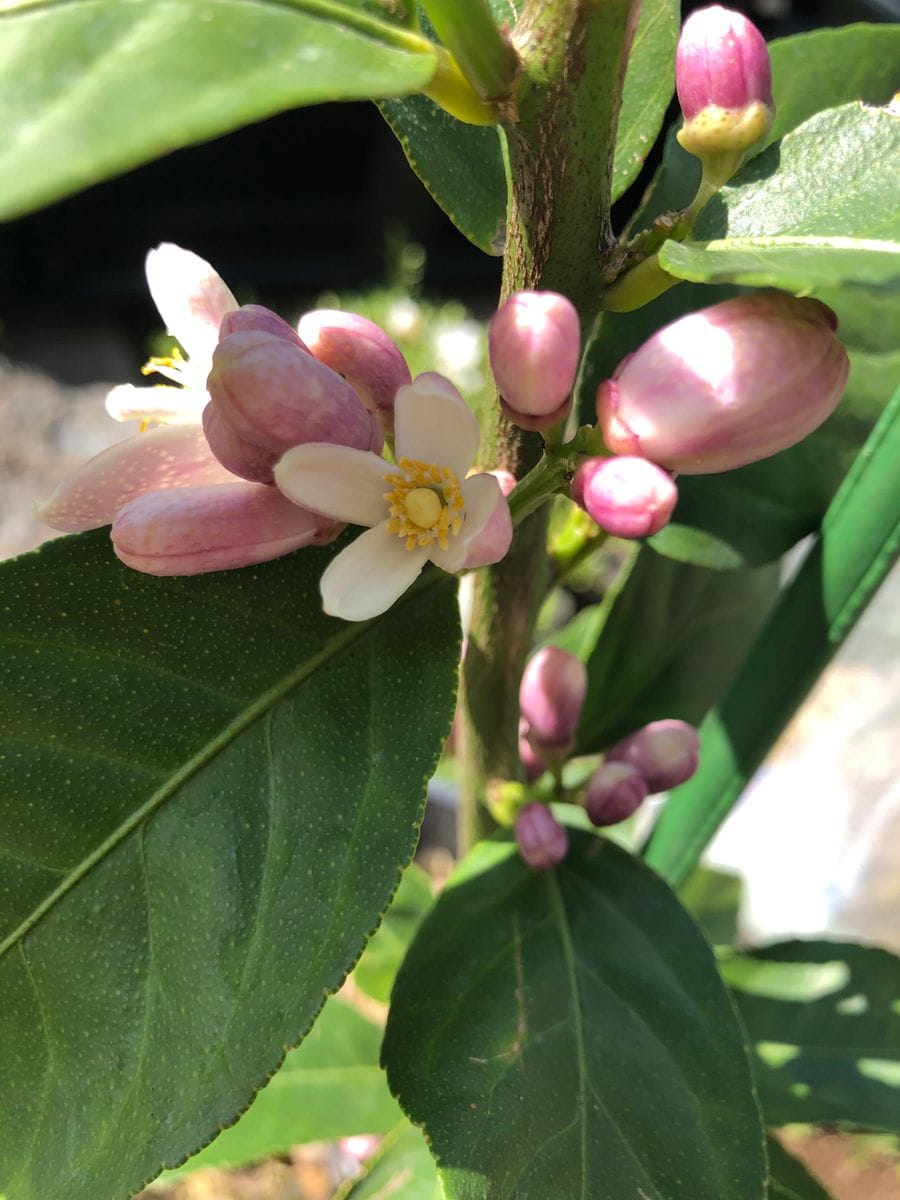 無農薬レモンつくり レモンの花_初お目見え