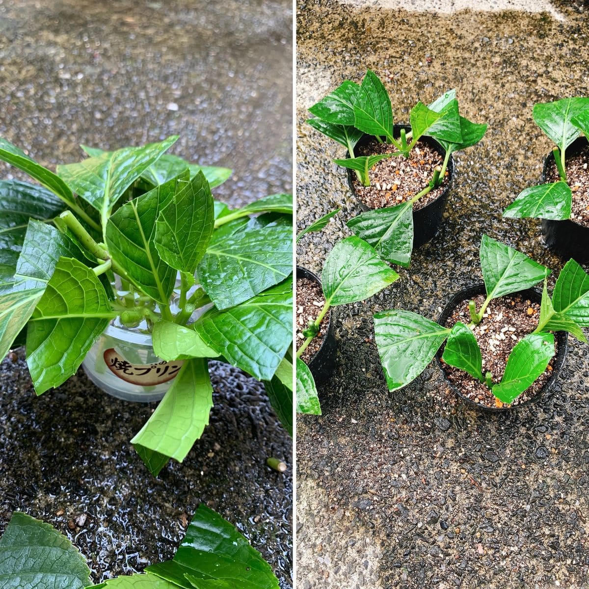 ガクアジサイ、剪定してみる❗️ 挿し芽にチャレンジ🌱