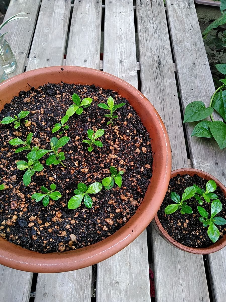 初めての実生クチナシ 大小の鉢植え