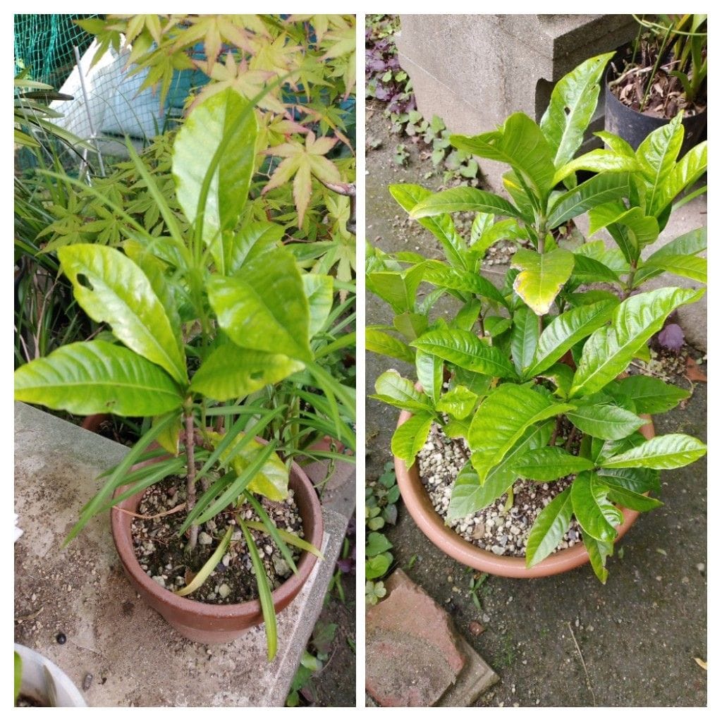 初めての実生クチナシ 花芽なし！