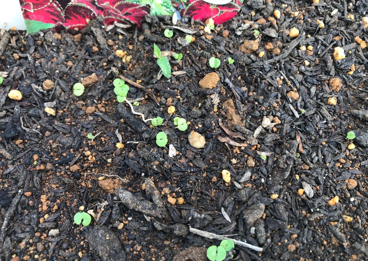 コリウスを種から 発芽