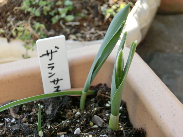 ガランサス これ、蕾かな！？