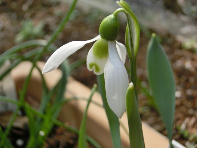 ガランサス 花は長く楽しめます