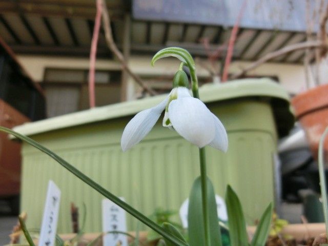 ガランサス 開花