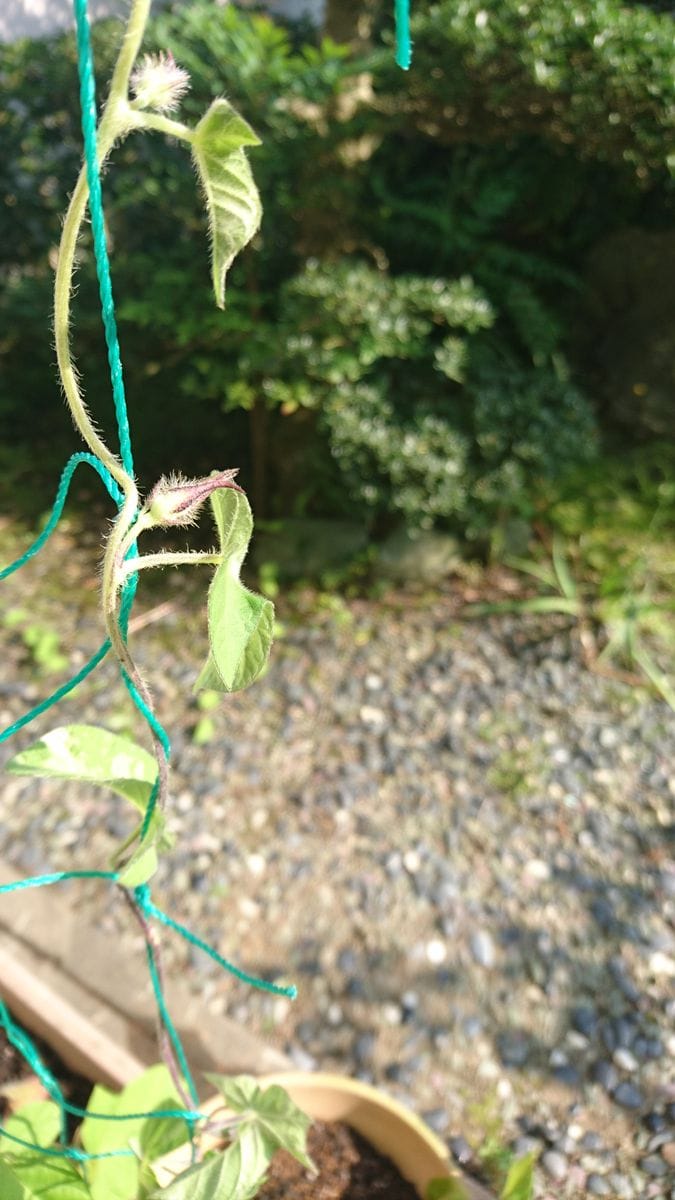 何色の花が咲くかな 2020/08/10