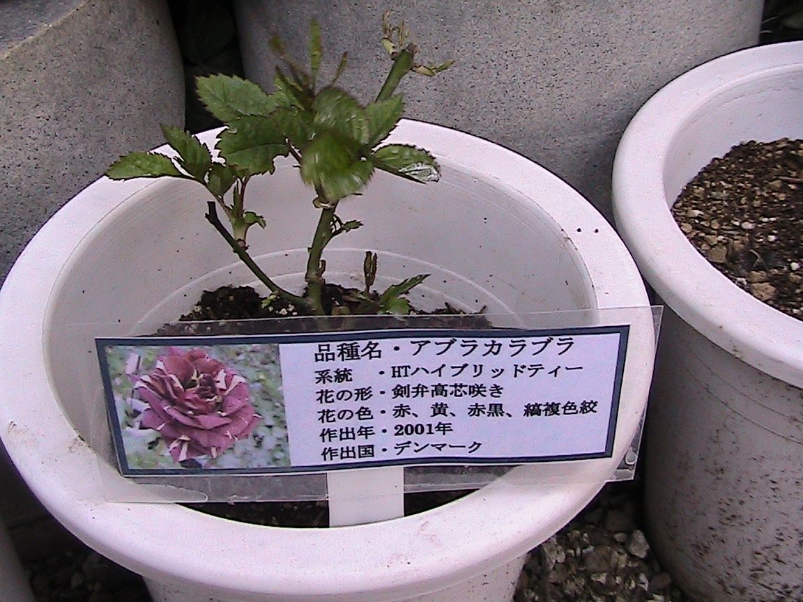 薔薇咲爺爺流 挿し木から育てる方法 そだレポ 栽培レポート By薔薇咲爺爺 みんなの趣味の園芸