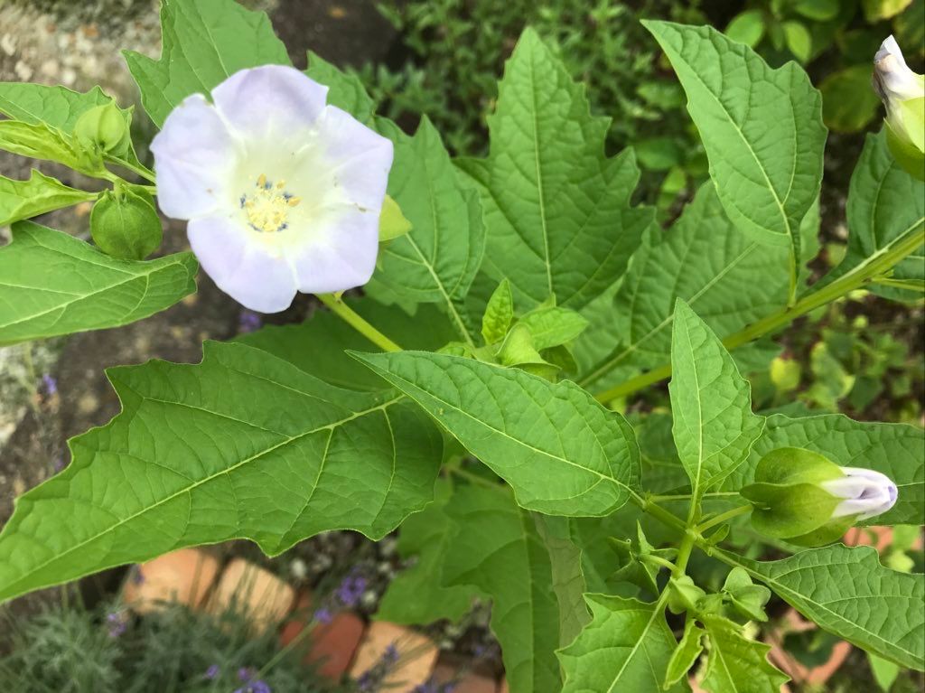 オオセンナリを種から 開花