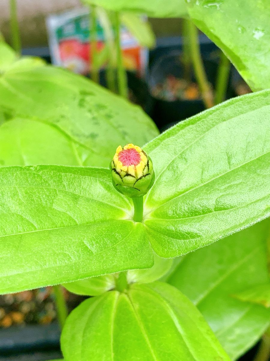 ジニアにチャレンジ🌸 蕾がっ‼️