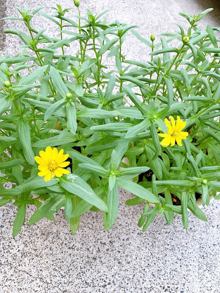 ジニアにチャレンジ🌸 咲いた🌼❗️