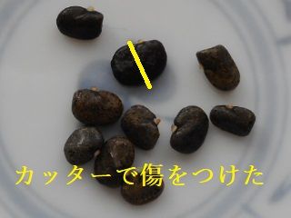 バタフライピー（蝶豆） で青いゼリーを作りたい？ 蝶豆の種（3mm）2020/5/13