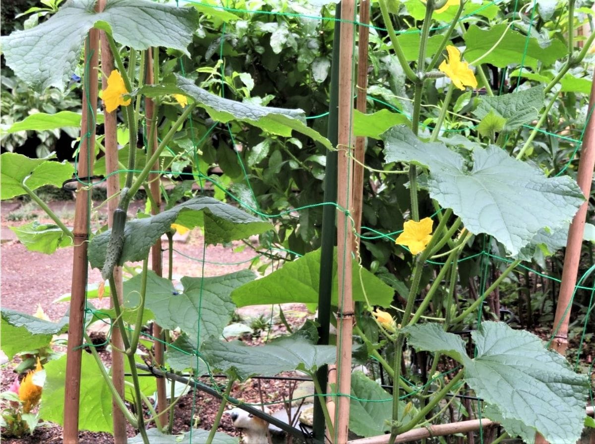 キュウリ栽培から収穫までの一連の流れ ６月２５日中段では🥒キュウリの花や実が