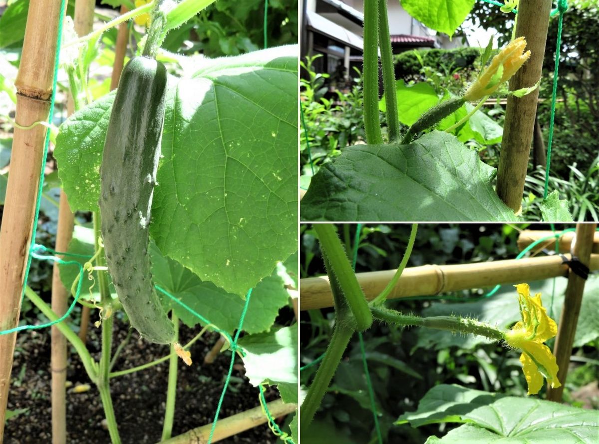 キュウリ栽培から収穫までの一連の流れ ６月２８日🥒キュウリが実を付けた