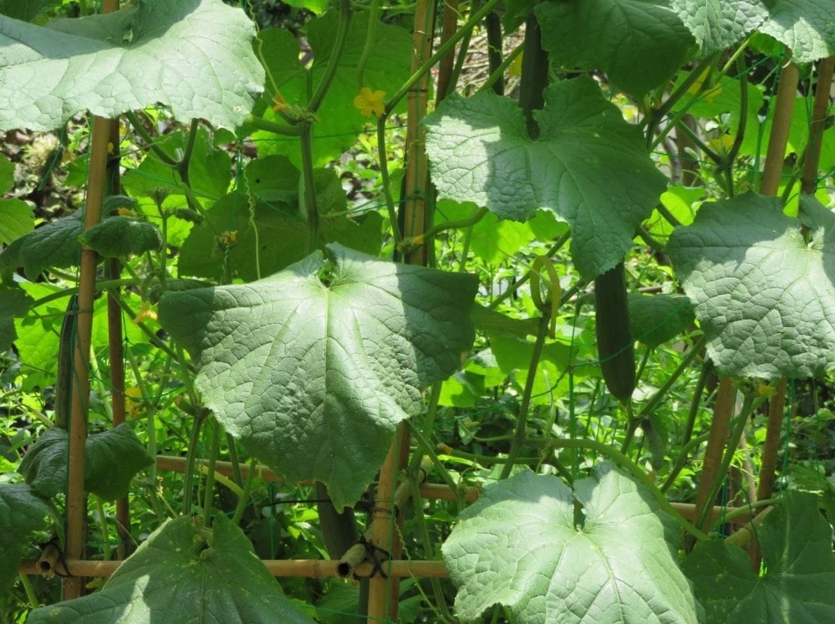 キュウリ栽培から収穫までの一連の流れ ７月１８日盛んに出来る🥒キュウリの実