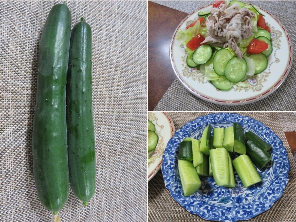 キュウリ栽培から収穫までの一連の流れ ７月１８日収穫した🥒キュウリが食卓へ