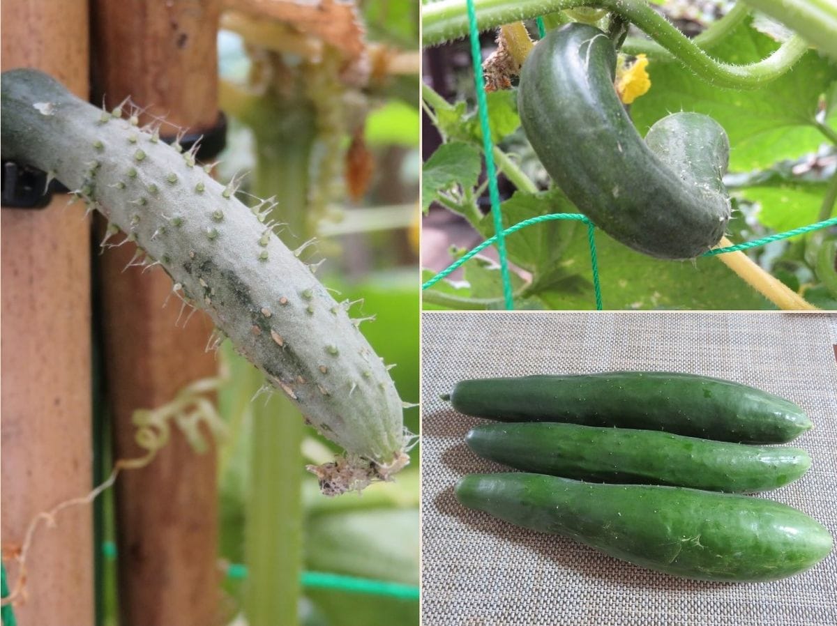 キュウリ栽培から収穫までの一連の流れ 7月２８日🥒キュウリだけが、大繁盛