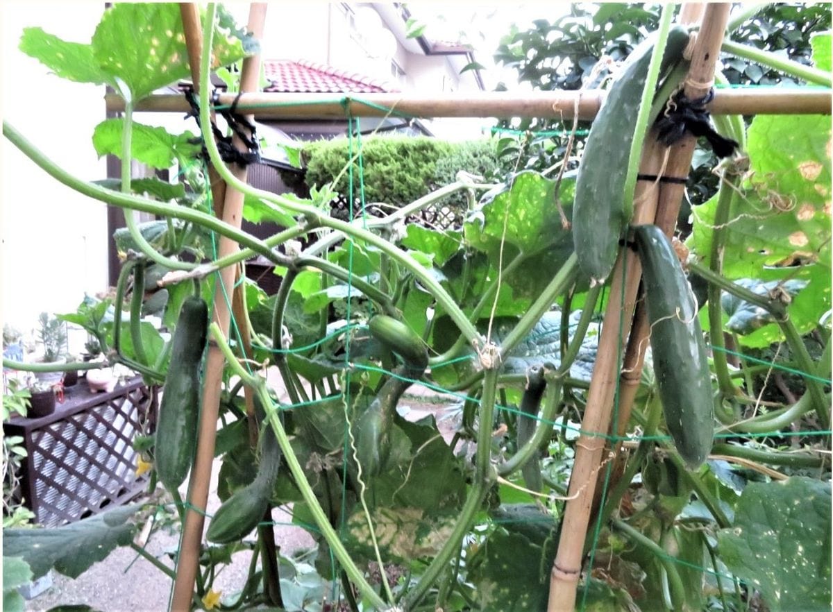 キュウリ栽培から収穫までの一連の流れ 8月２日終盤に入った🥒キュウリの仲間