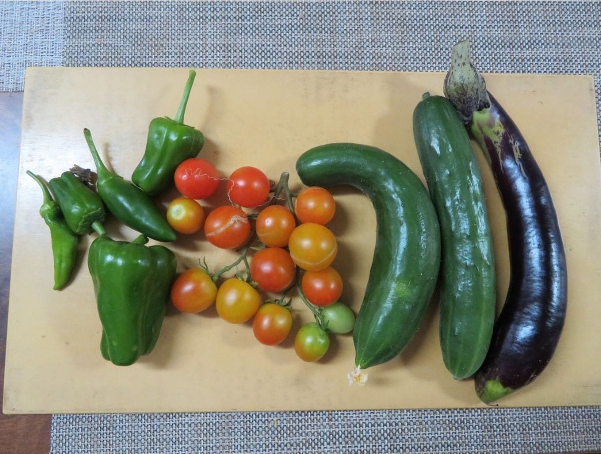 キュウリ栽培から収穫までの一連の流れ ８月１５日🥒キュウリなどの野菜収穫