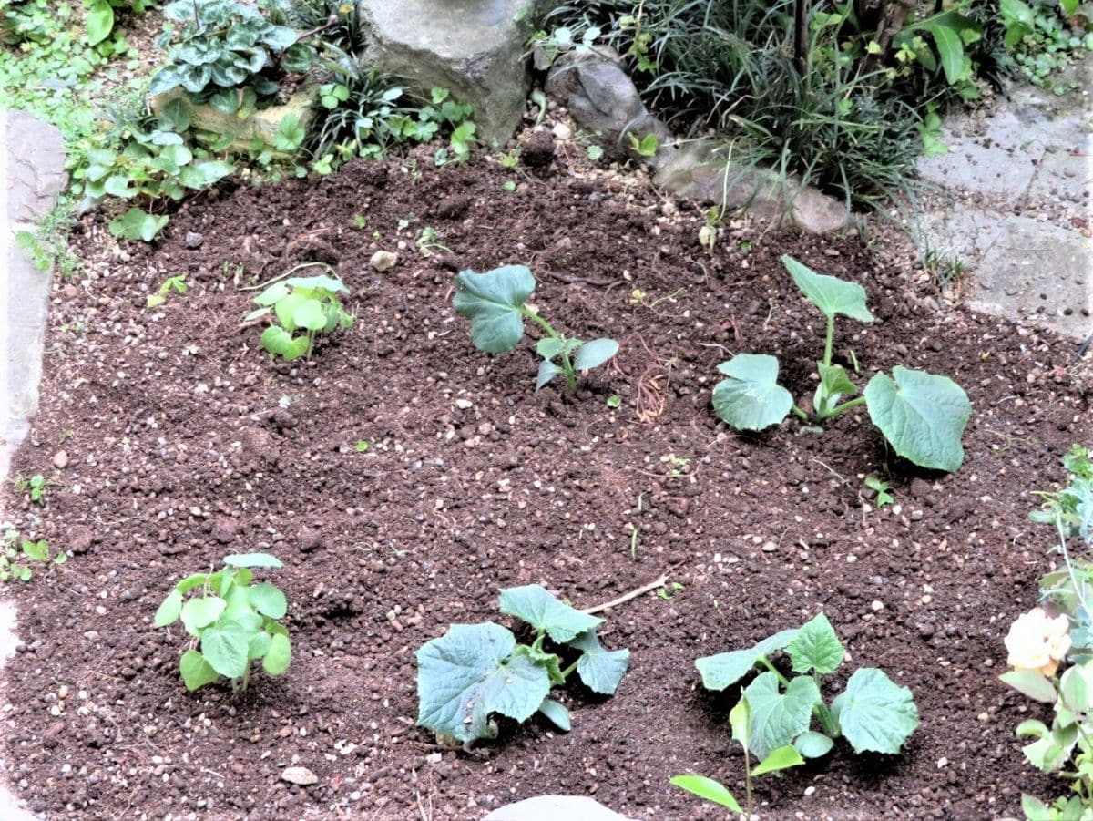 キュウリ栽培から収穫までの一連の流れ ５月２９日🥒キュウリの植え付け