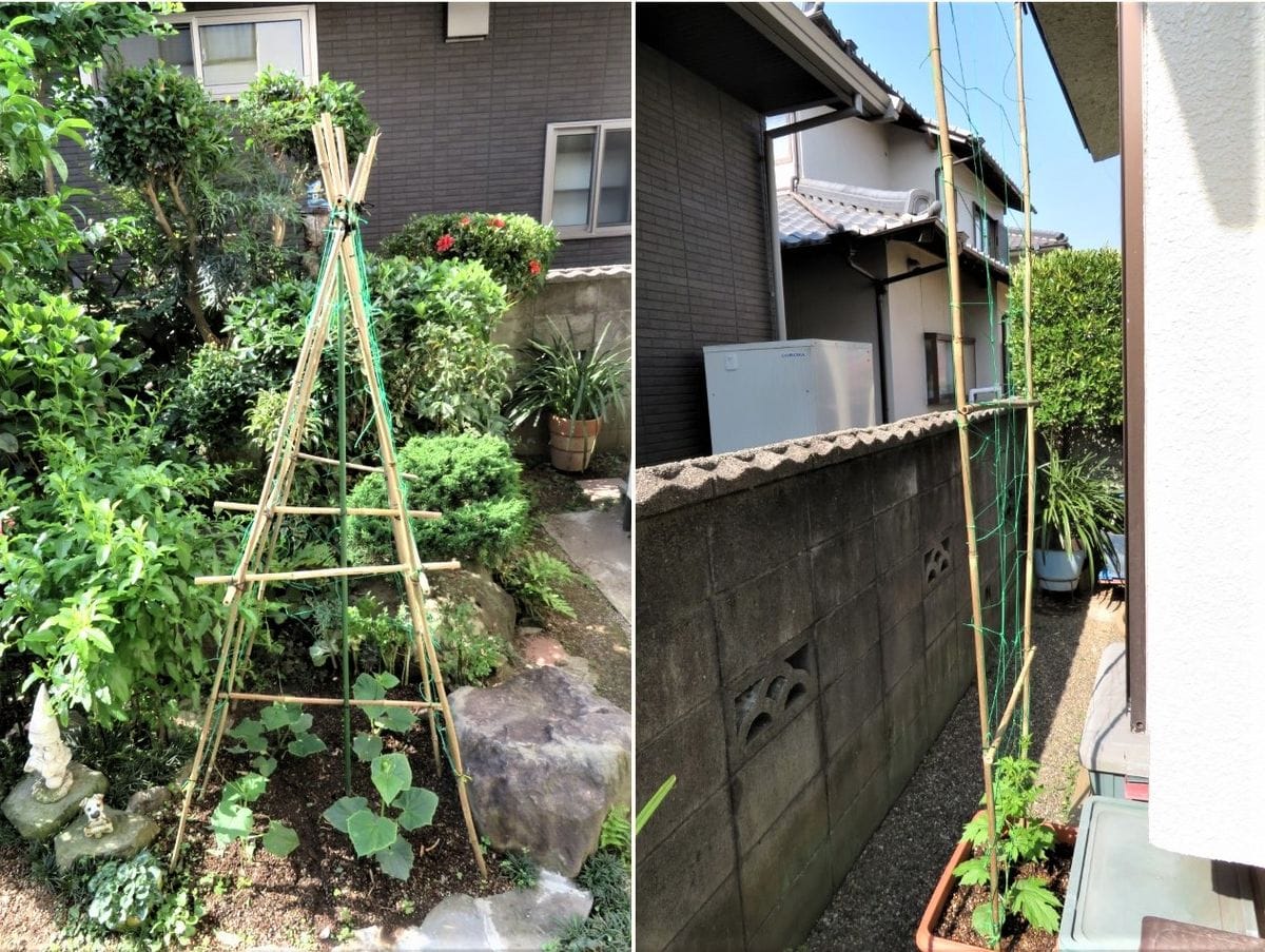 キュウリ栽培から収穫までの一連の流れ ６月８日🥒キュウリとゴーヤー