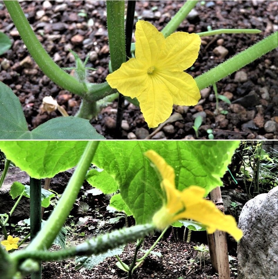 キュウリ栽培から収穫までの一連の流れ ６月１２日🥒キュウリの花