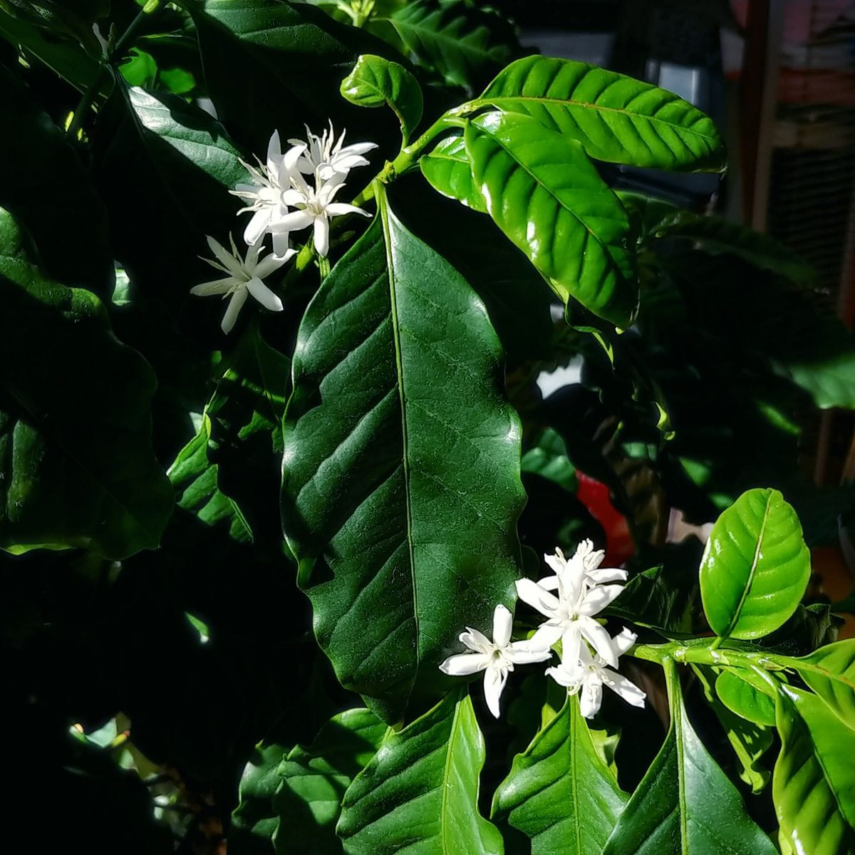 コーヒーの木を育てる 花咲きました