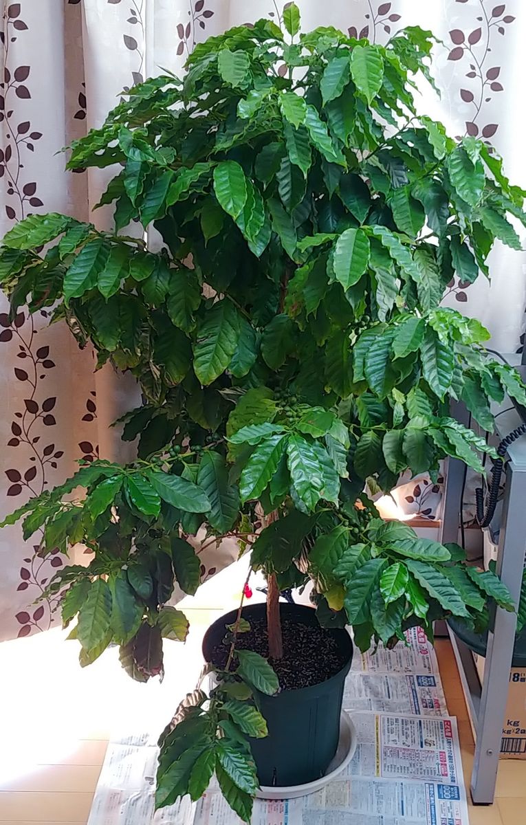 コーヒーの木を育てる 冬支度