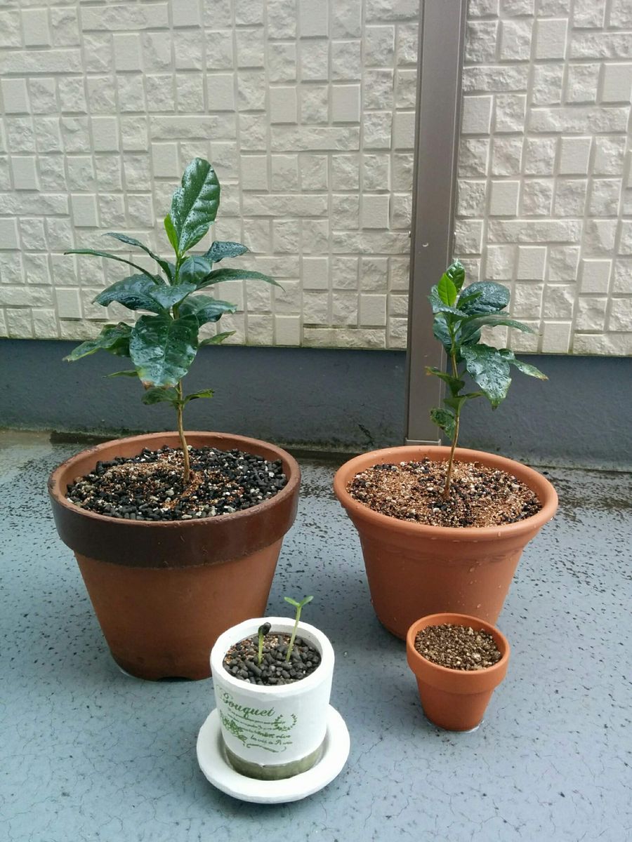 コーヒーの木を育てる 植え替えその1